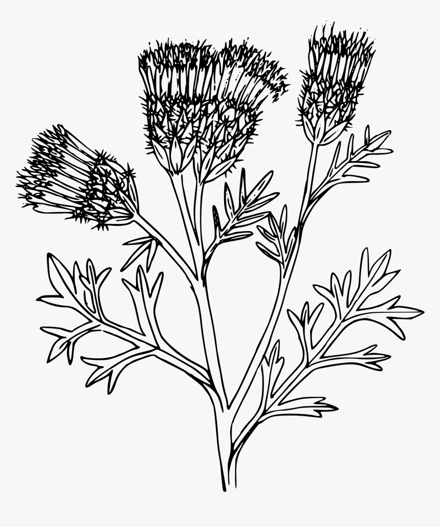 Knapweeds Flower Drawing, HD Png Download, Free Download