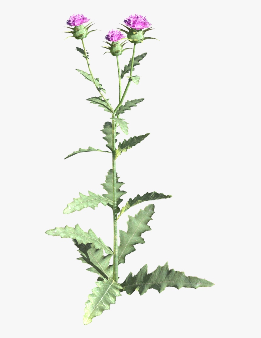 Skyrim Plants Png, Transparent Png, Free Download