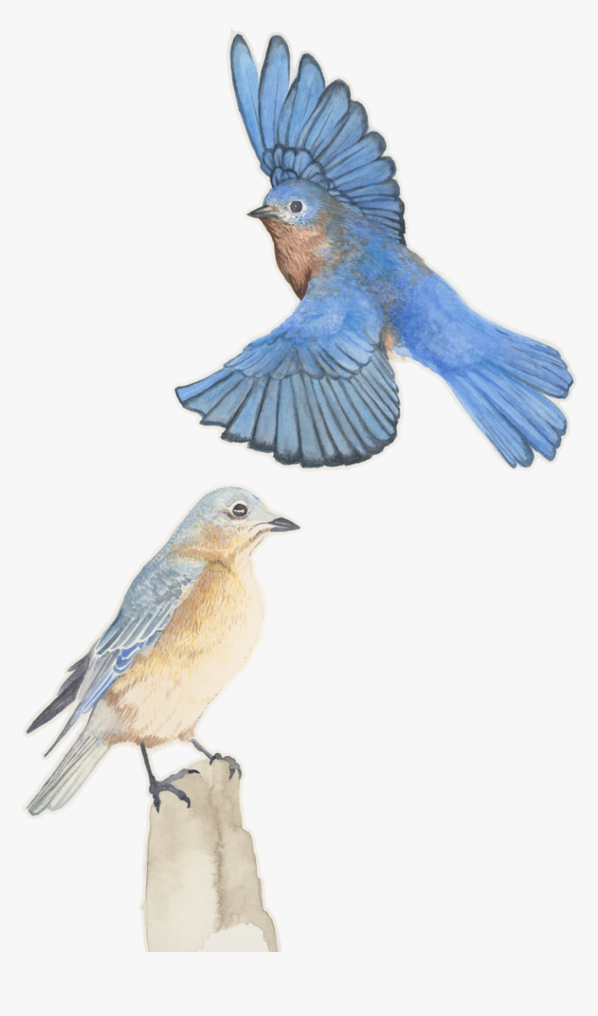 Transparent Watercolor Bird Png, Png Download, Free Download