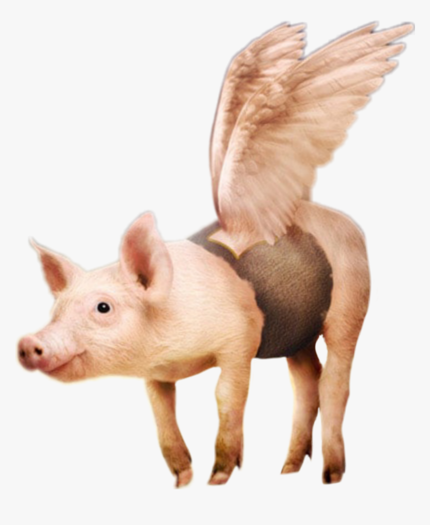 #flying #pig #surreal #scflyinganimals #mystified #parietalimagination - Photograph, HD Png Download, Free Download