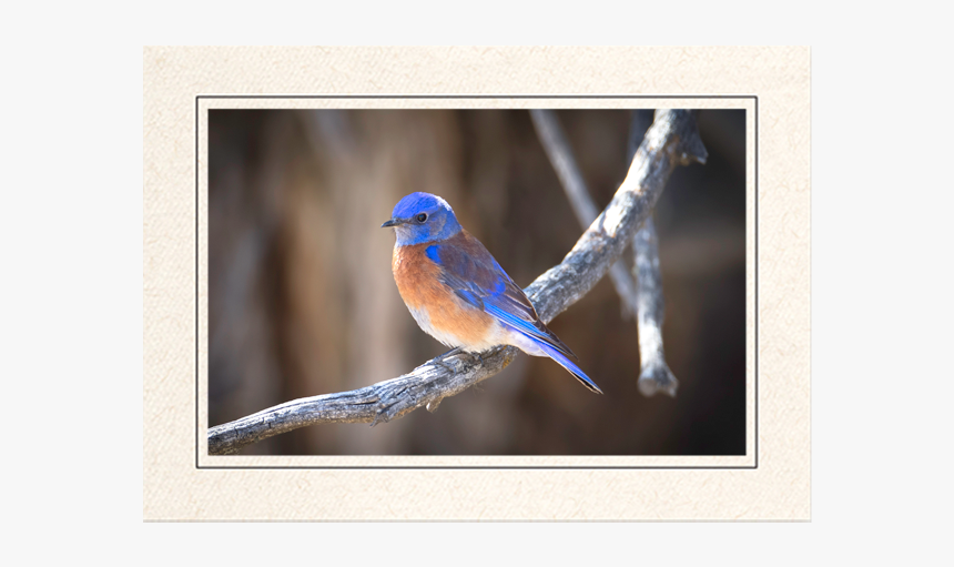 Western Bluebird - Eastern Bluebird, HD Png Download, Free Download