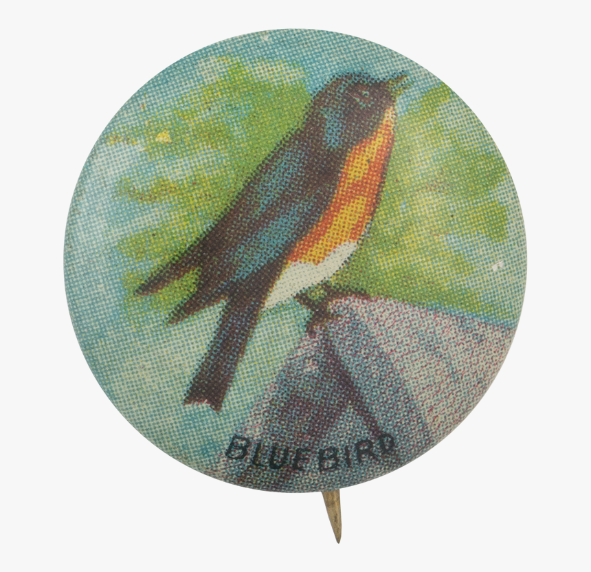 Bluebird Art Button Museum - Finch, HD Png Download, Free Download