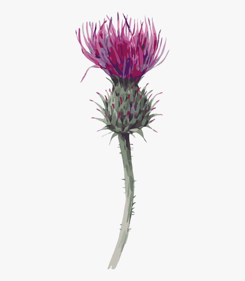 Distaff Thistles, HD Png Download, Free Download