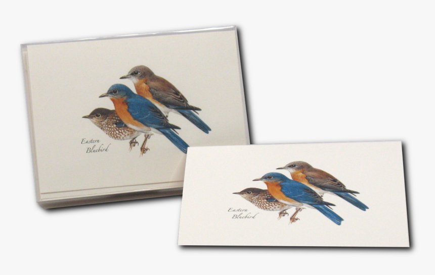 Bluebird Png, Transparent Png, Free Download