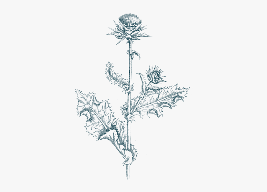 Thistle, HD Png Download, Free Download