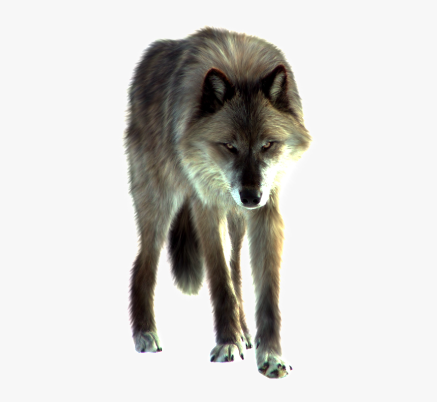 Wolf Front Png, Transparent Png, Free Download