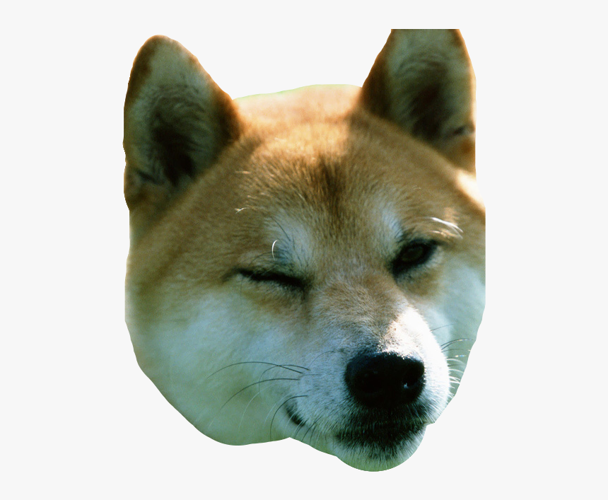 Shiba Inu Funny, HD Png Download, Free Download