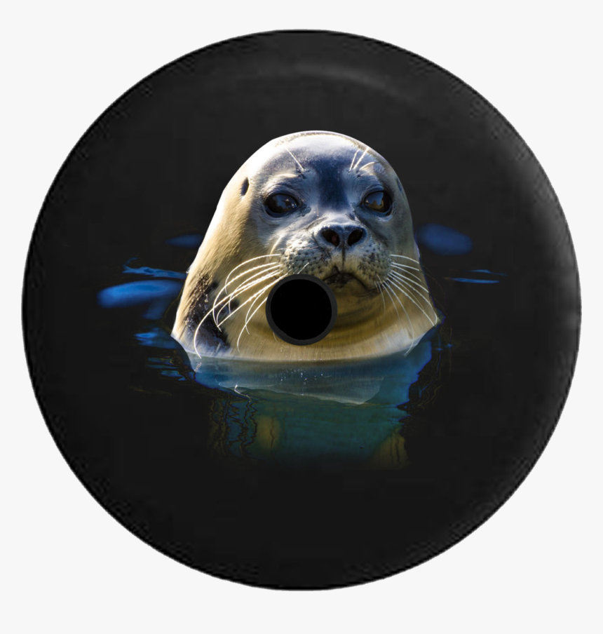 Transparent Sea Lion Png, Png Download, Free Download