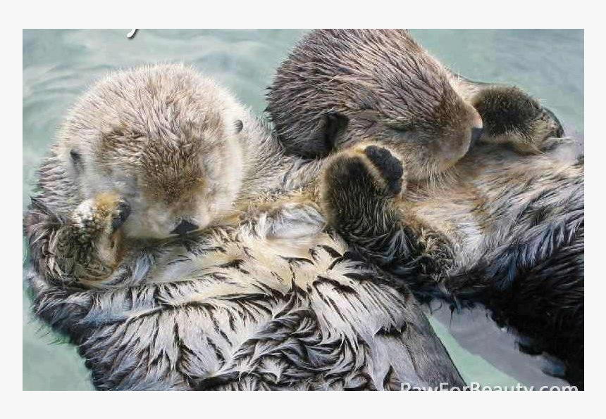 Sea Otter Png, Transparent Png, Free Download