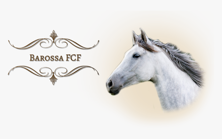 Barossafcf - Stallion, HD Png Download, Free Download