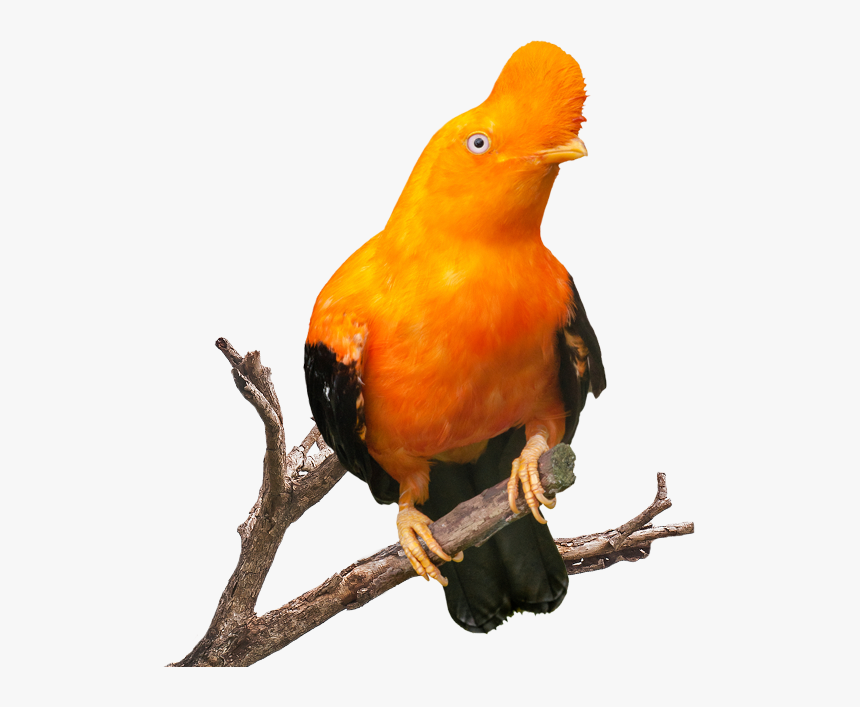 Gallito De Las Rocas Png, Transparent Png, Free Download