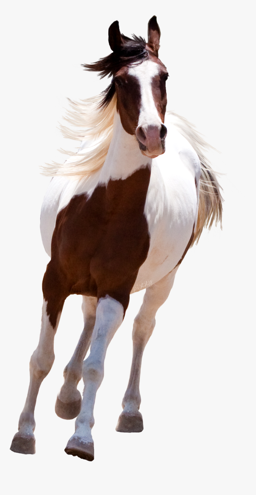 My Webpage - Png Horse, Transparent Png, Free Download
