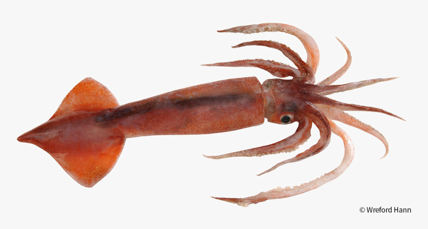 Antarctic Squid Png Image - Squid Png, Transparent Png, Free Download