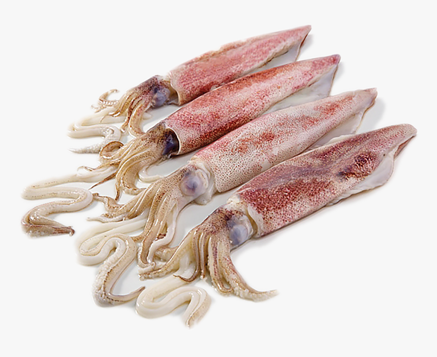Accelerated Freeze Drying Of Fish, HD Png Download, Free Download