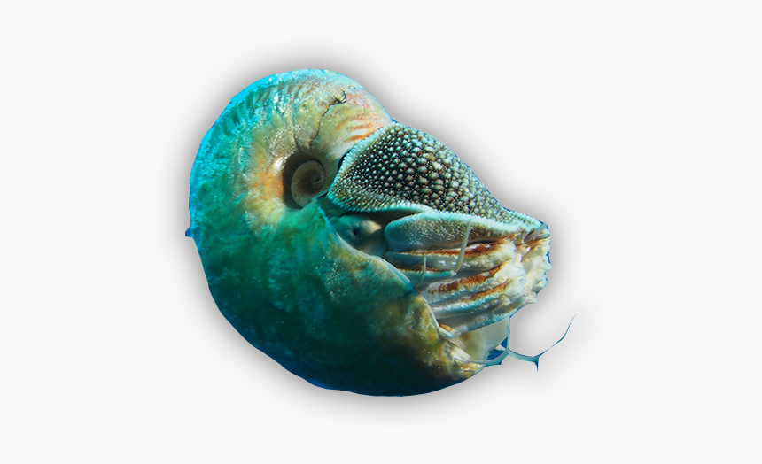 Marine Biology, HD Png Download, Free Download