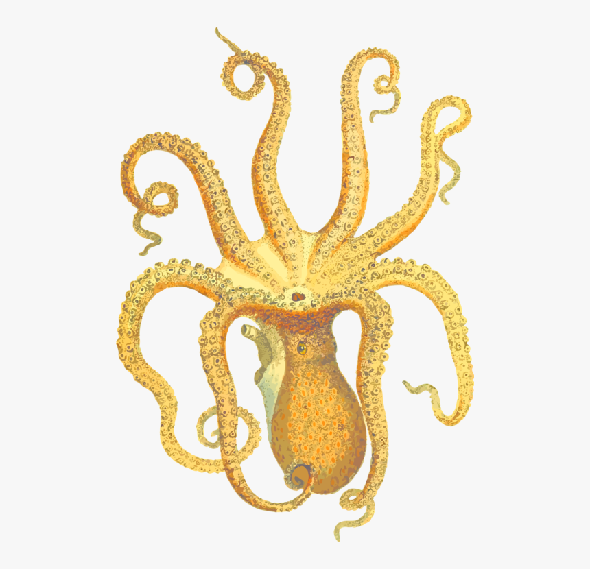 Marine - Vintage Octopus Science Illustration, HD Png Download, Free Download