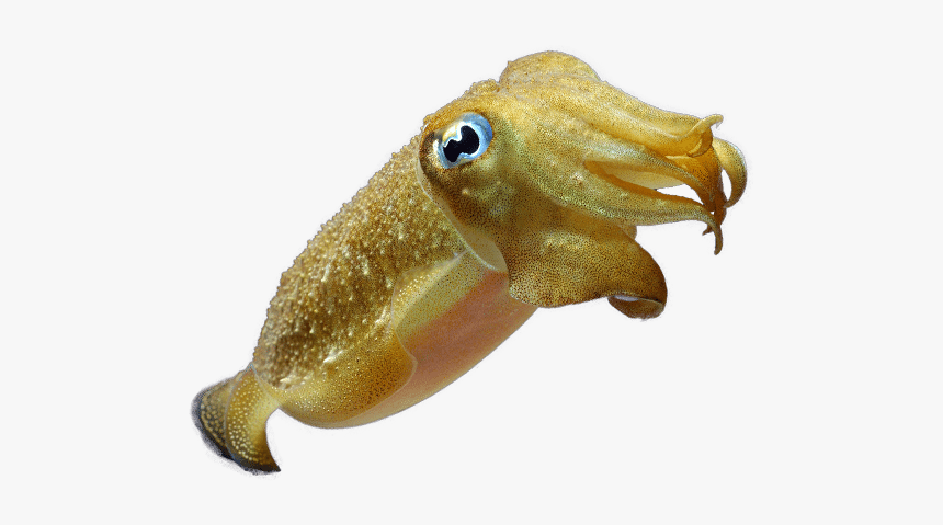 Diving In Bali - Transparent Cuttlefish, HD Png Download, Free Download