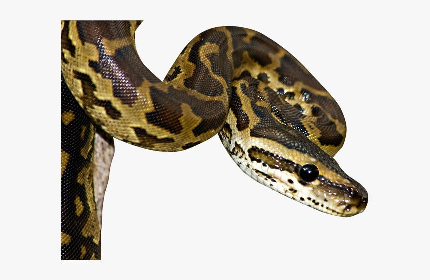 Python Vs Venomous Snake, HD Png Download, Free Download