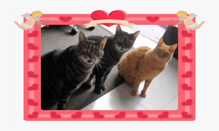 To The Loves Of My Life - Tabby Cat, HD Png Download, Free Download