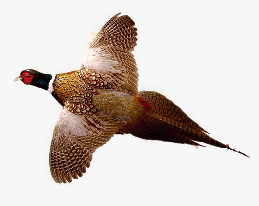 Ring-necked Pheasant Drawing Bird Hunting - Ring Neck Pheasant Flying, HD Png Download, Free Download