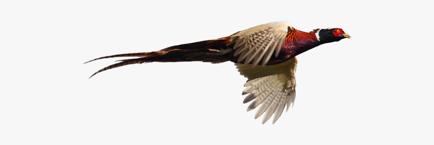 Pheasant Goose Cygnini Flight Bird - Lady Amherst Pheasant Vector, HD Png Download, Free Download