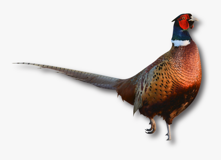 Pheasant Png, Transparent Png, Free Download