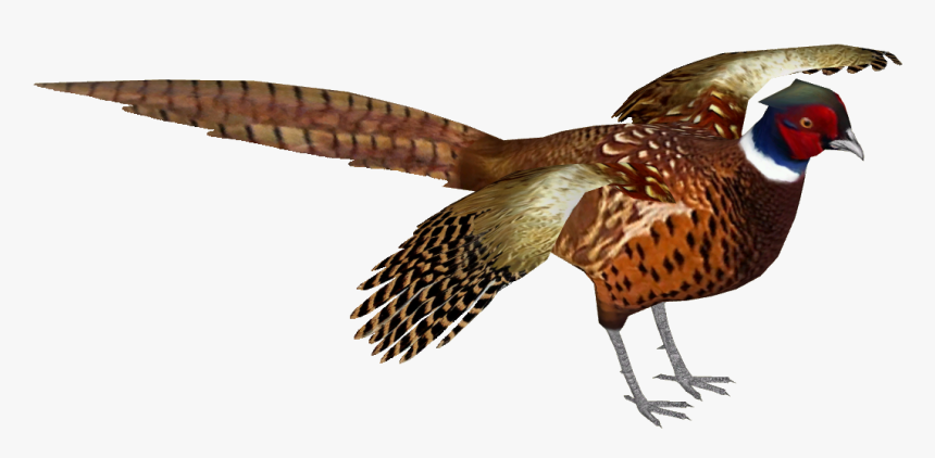 Common Pheasant 9 , Png Download - Pheasant With No Background, Transparent Png, Free Download