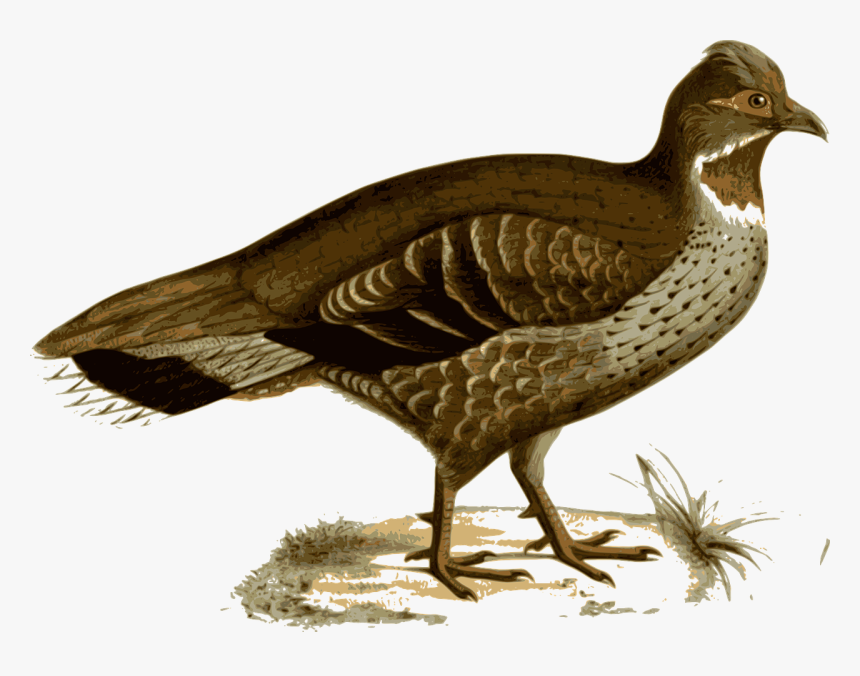 Png Pheasant, Transparent Png, Free Download