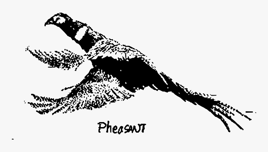 Pheasant - Clip Art, HD Png Download, Free Download