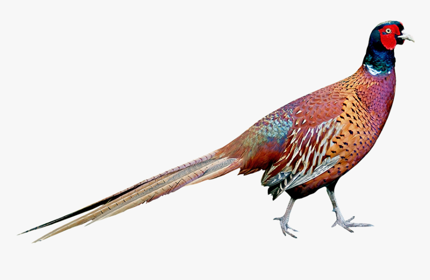 Ring Necked Pheasant Clipart, HD Png Download, Free Download