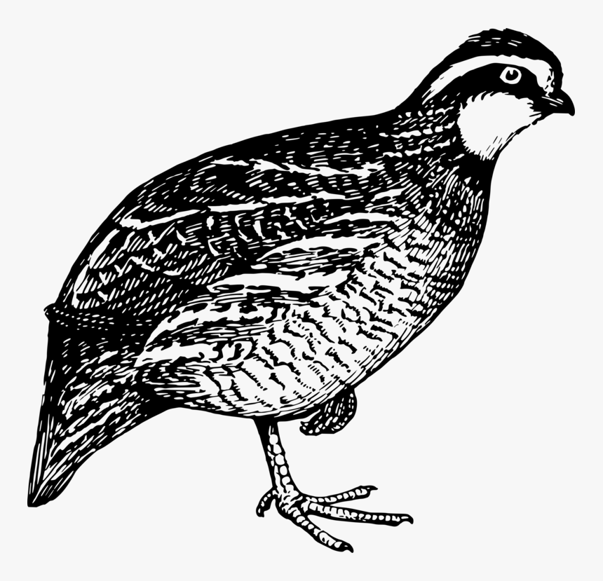 Quail,flightless Bird,pheasant - Quail Clip Art, HD Png Download, Free Download
