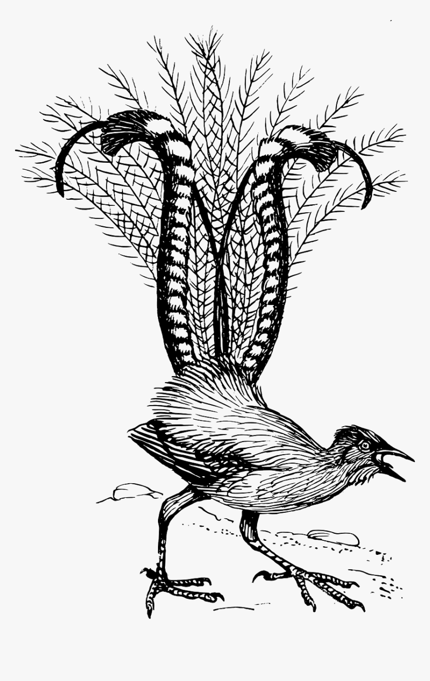 Lyre Bird, HD Png Download, Free Download