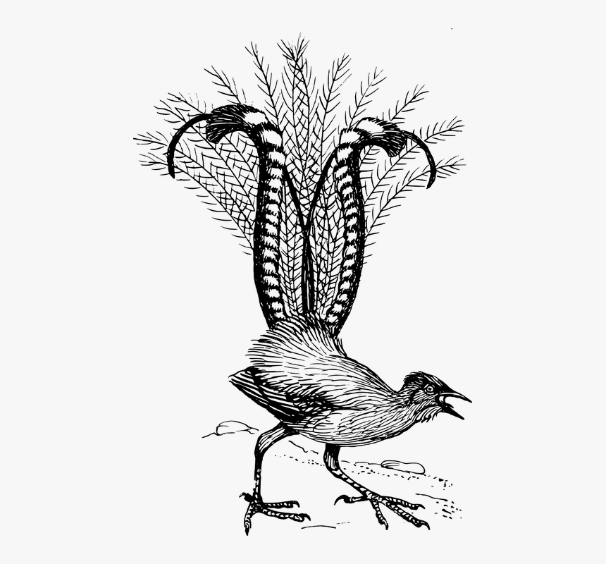 Pheasant, Bird, Animal, Biology, Ornithology, Zoology - Lyre Bird, HD Png Download, Free Download