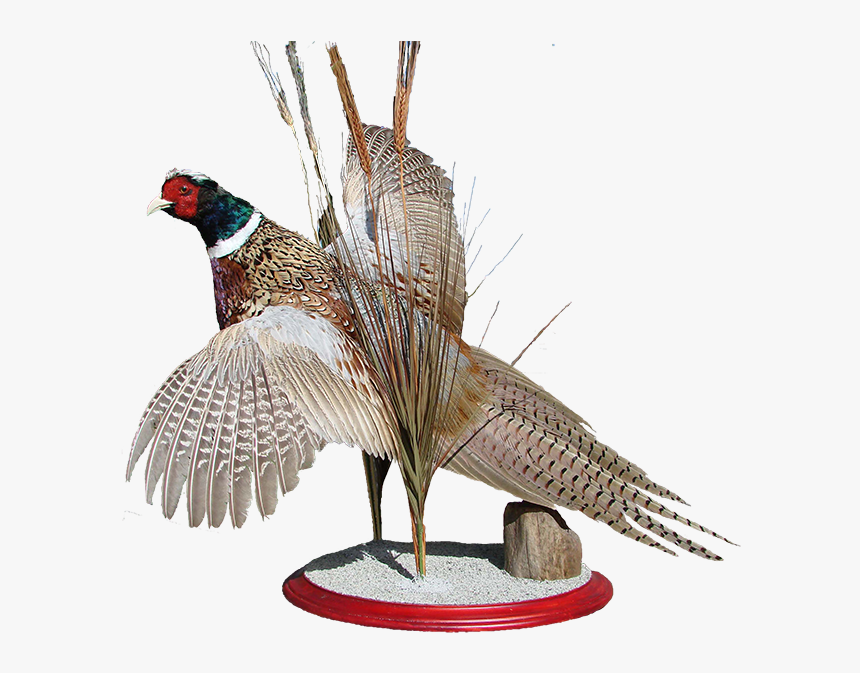 Pheasant Mount - Turkey, HD Png Download, Free Download
