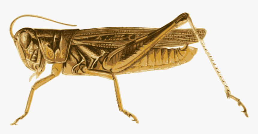 Grasshopper, HD Png Download, Free Download