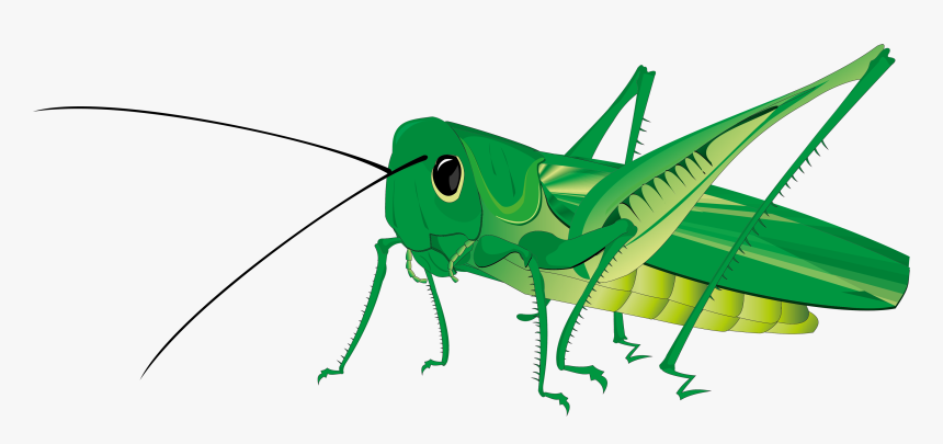 Grasshopper Transparent Background, HD Png Download, Free Download