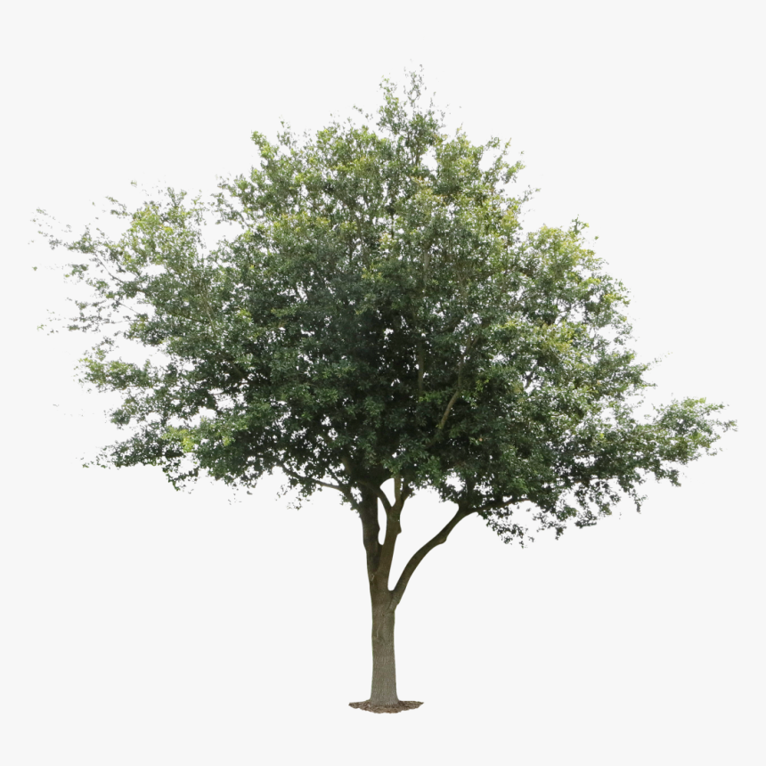 Tree Architecture Oak Black Locust Deciduous - Young Oak Tree, HD Png Download, Free Download