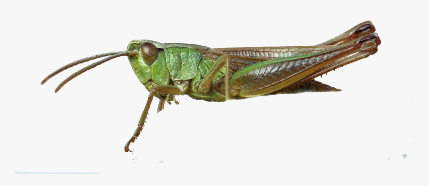 Clip Art Locust Picture - Locust, HD Png Download, Free Download