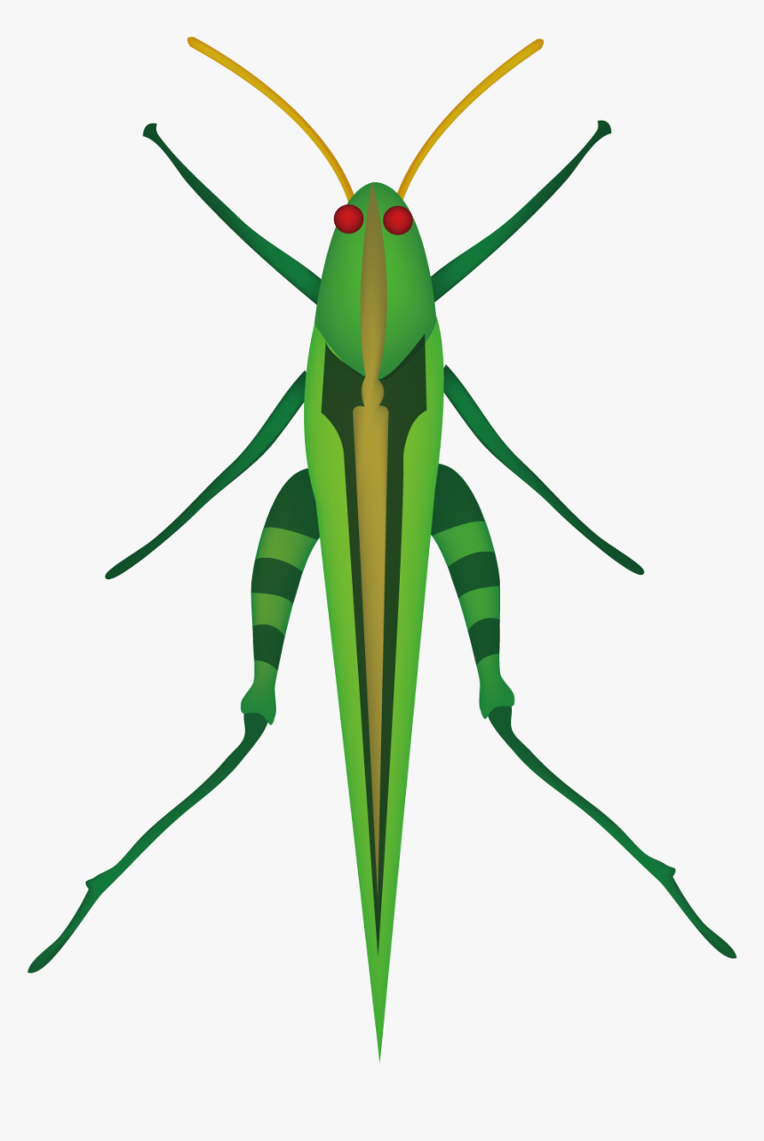 Transparent Cricket Bug Png - Grasshopper Drawing Top View, Png Download, Free Download