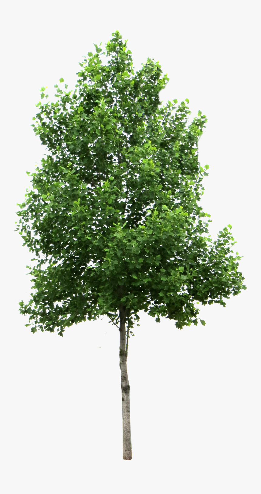 Transparent Background Tree Png, Png Download, Free Download