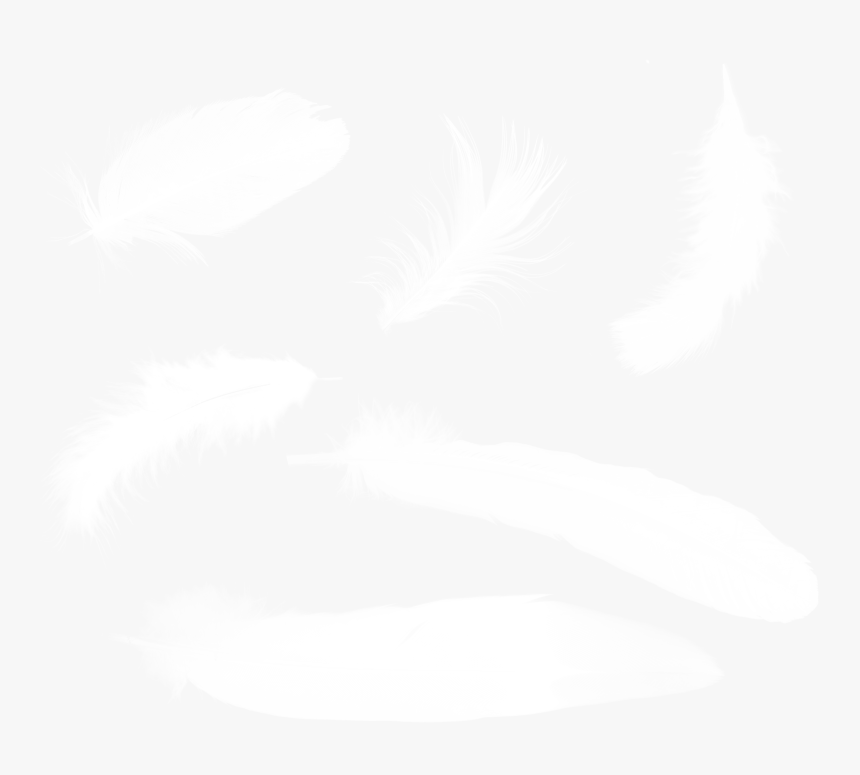 Feather, HD Png Download, Free Download