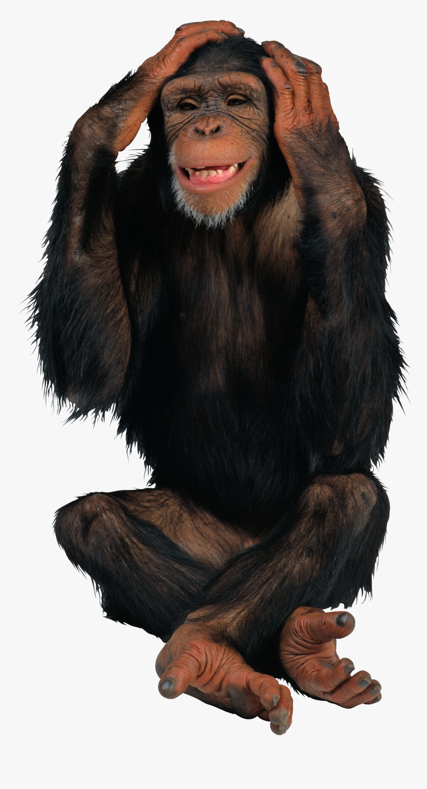 Monkey Png, Transparent Png, Free Download