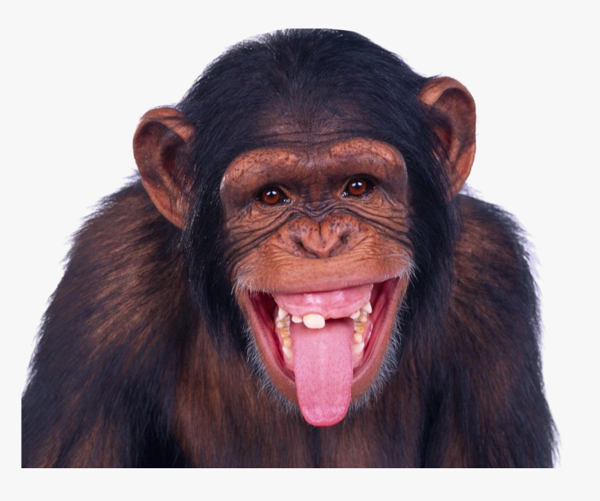 Monkey Png Image - Monkey Transparent, Png Download, Free Download