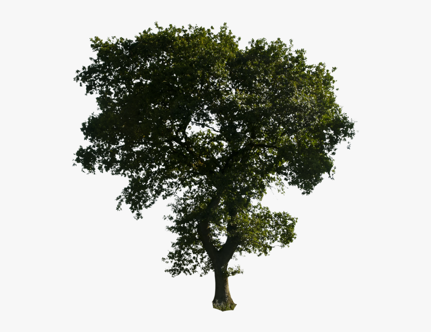 Transparent Photoshop Clipart - Tree Or Photoshop, HD Png Download, Free Download