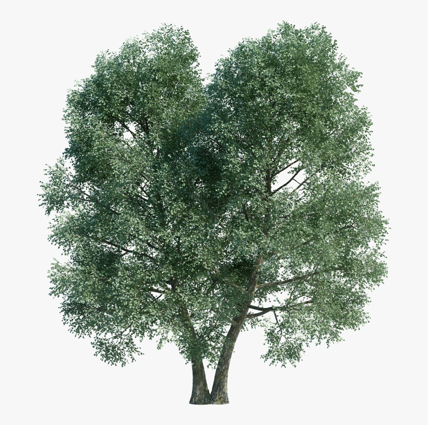 Mexican Pinyon, HD Png Download, Free Download