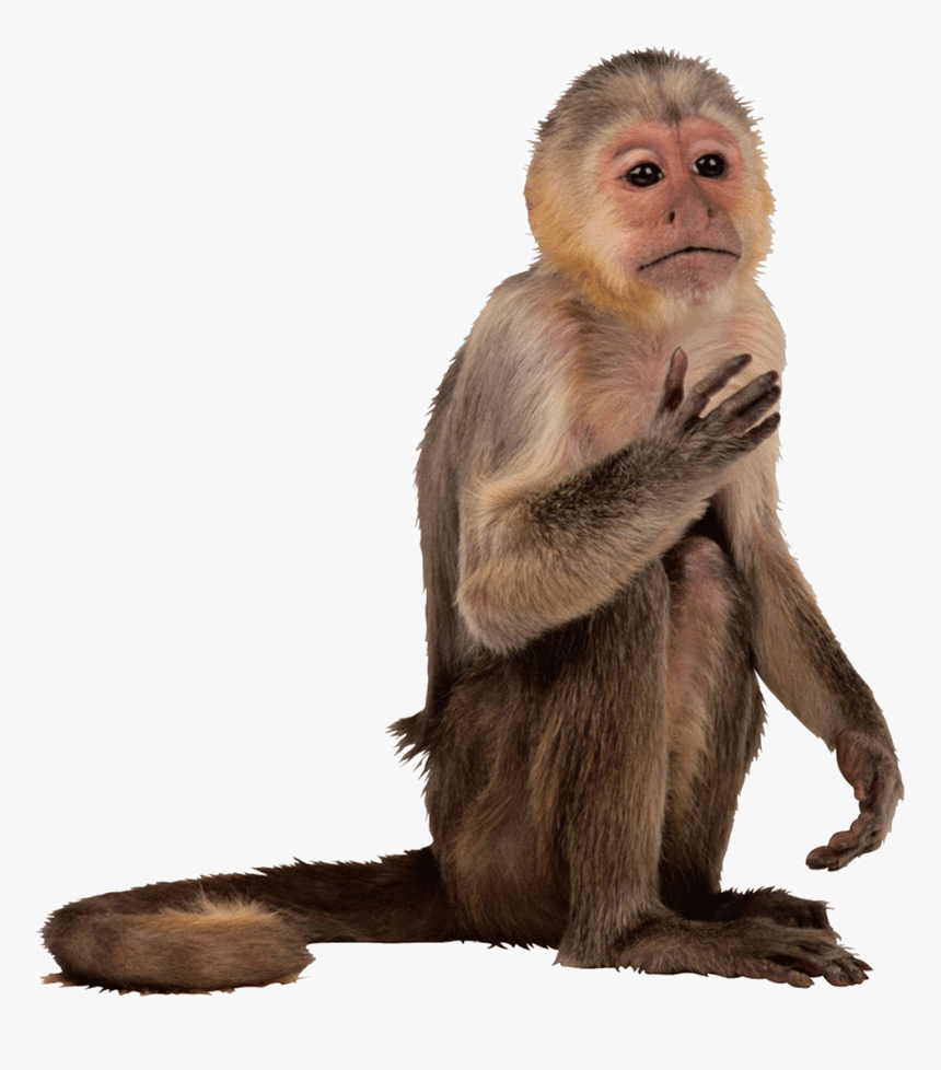 Capuchin Monkey White Background, HD Png Download, Free Download