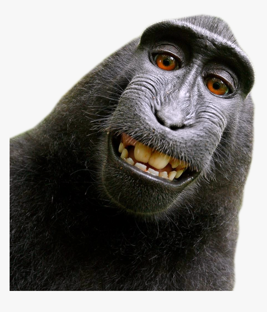 David Slater Monkey, HD Png Download, Free Download