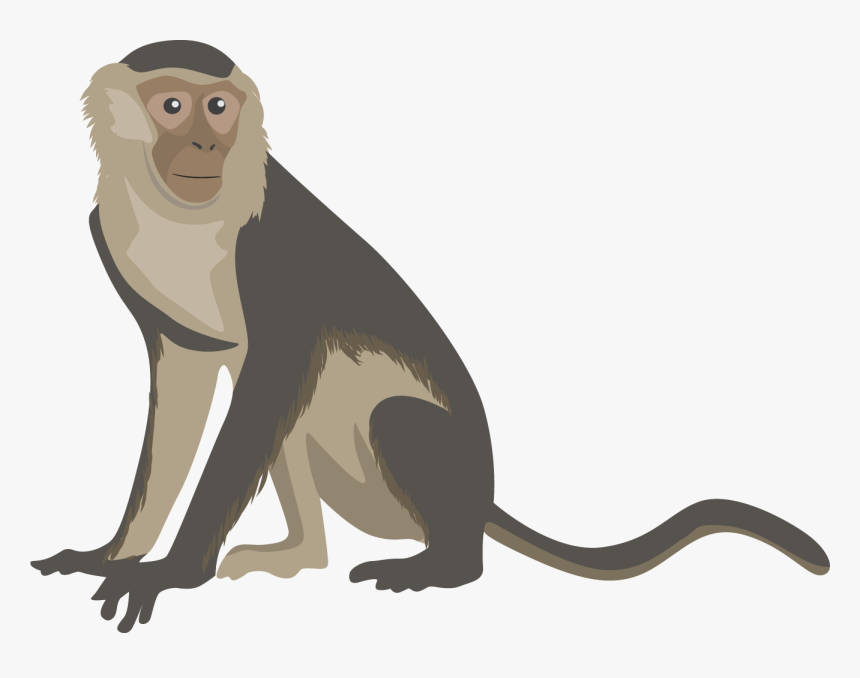 Monkey Clipart Png Image - Capuchin Monkey Monkey Clipart, Transparent Png, Free Download