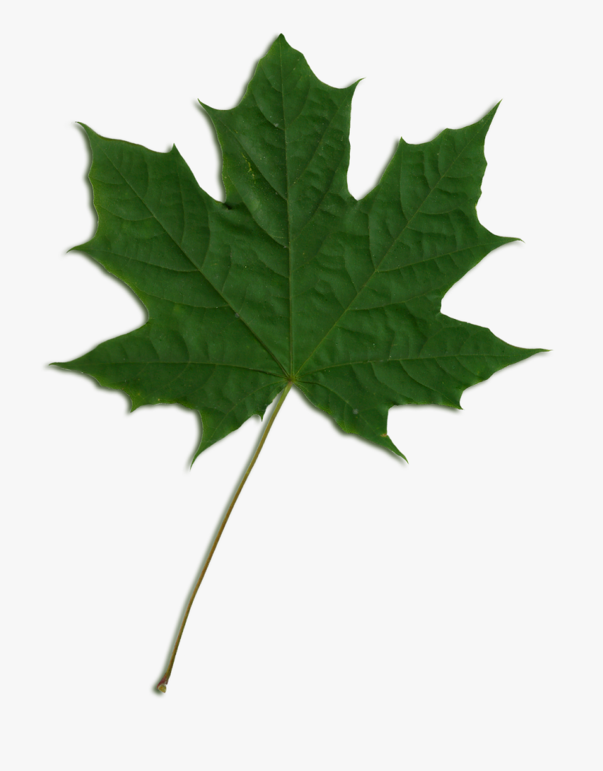 Transparent Green Maple Leaf, HD Png Download, Free Download