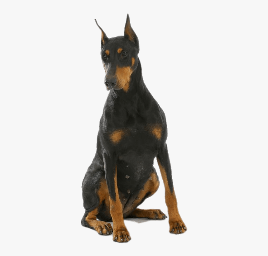 Female Doberman - Dover Men Pincher, HD Png Download, Free Download